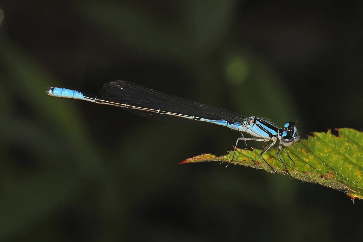 Azure Bluet