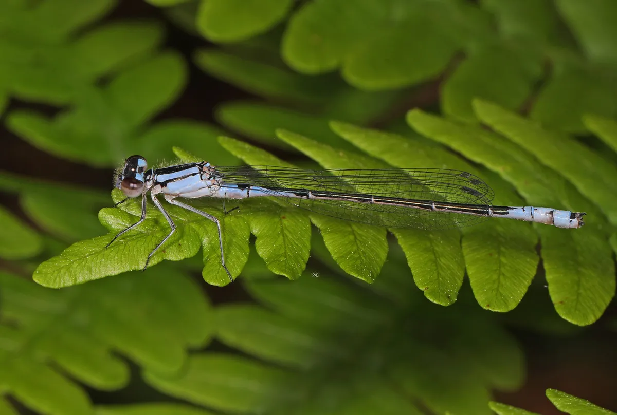 Azure Bluet