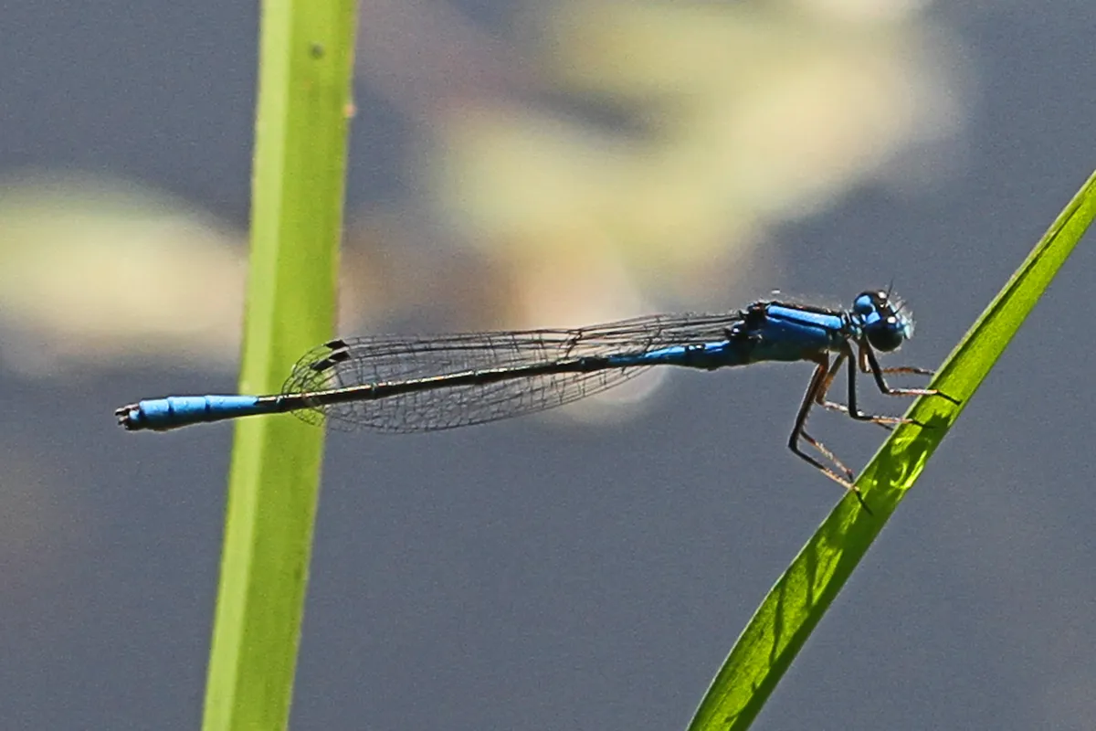 Azure Bluet