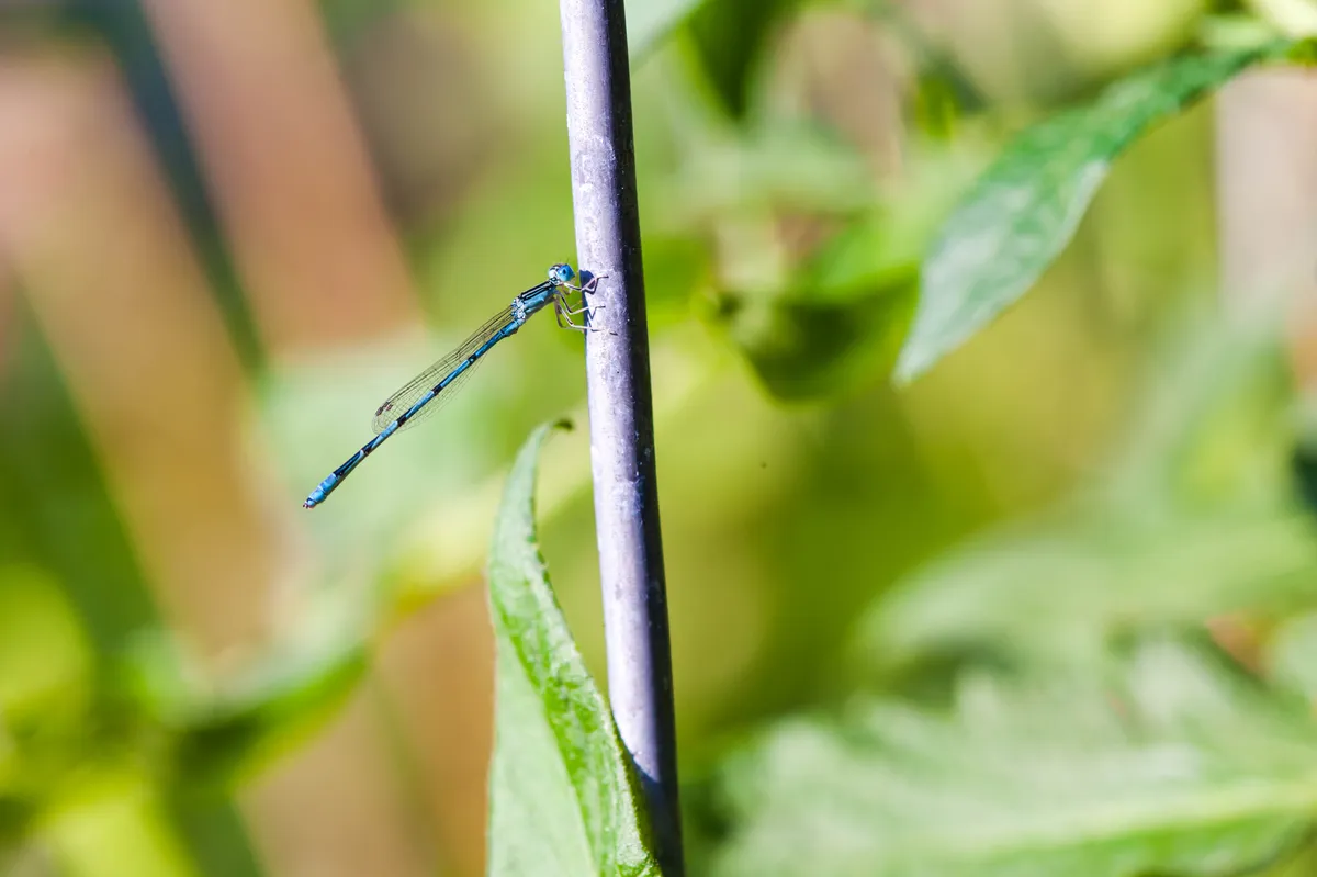 Double-striped Bluet