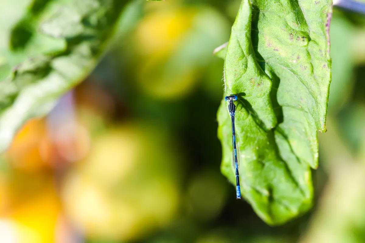 Double-striped Bluet