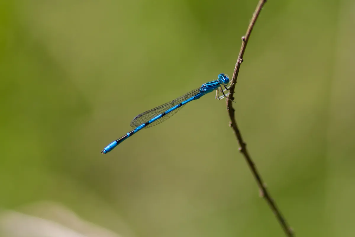 Double-striped Bluet