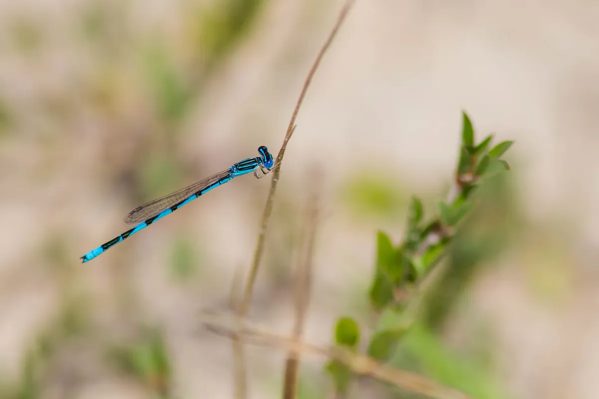 Double-striped Bluet