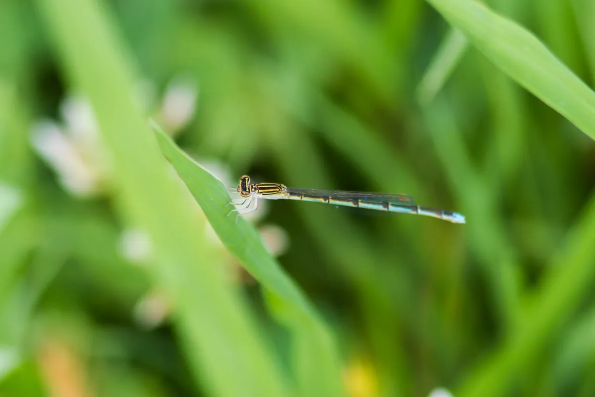 Double-striped Bluet