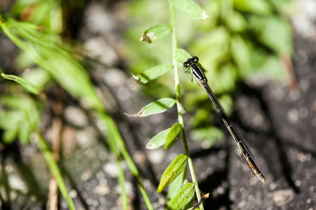 Boreal Bluet