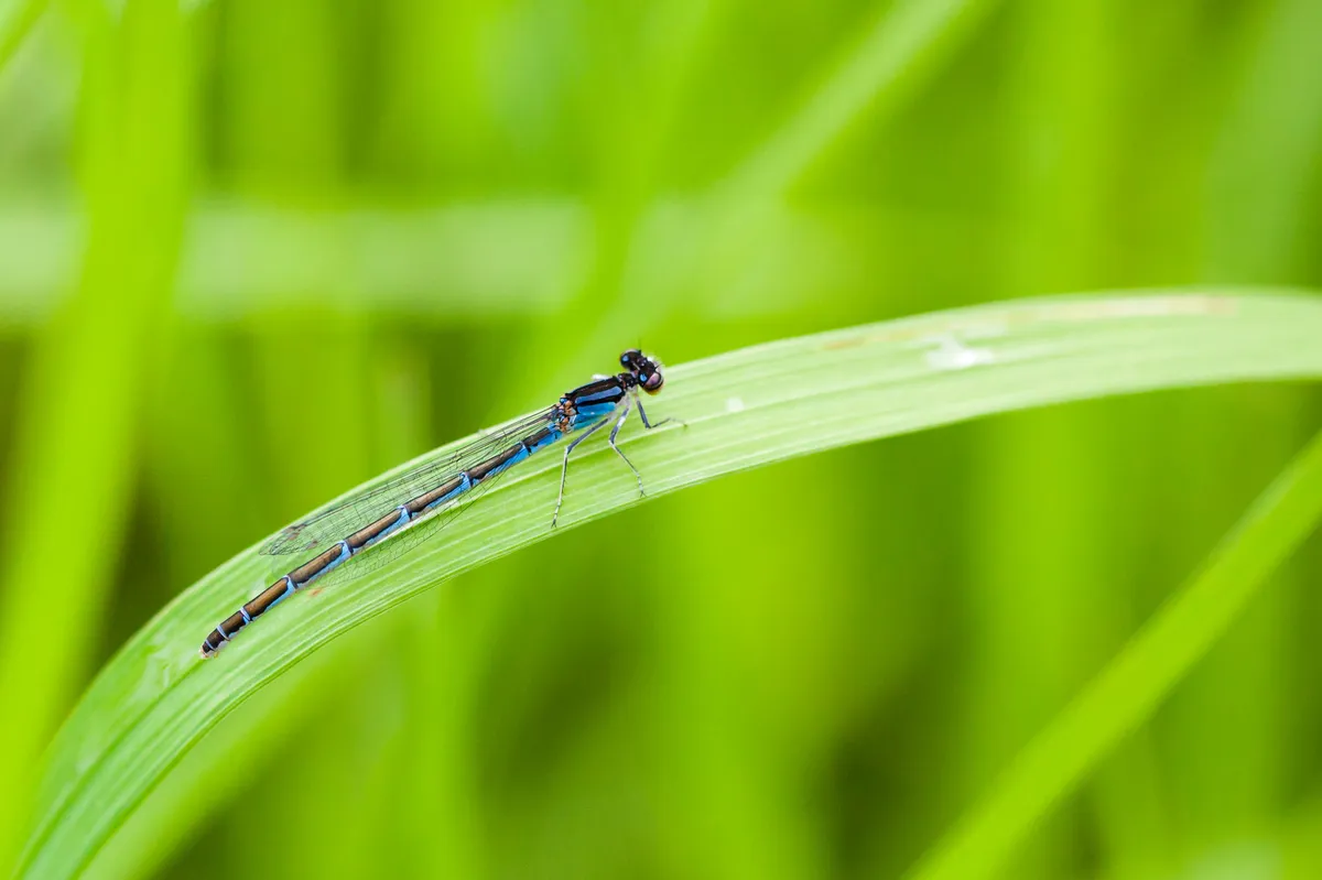 Boreal Bluet
