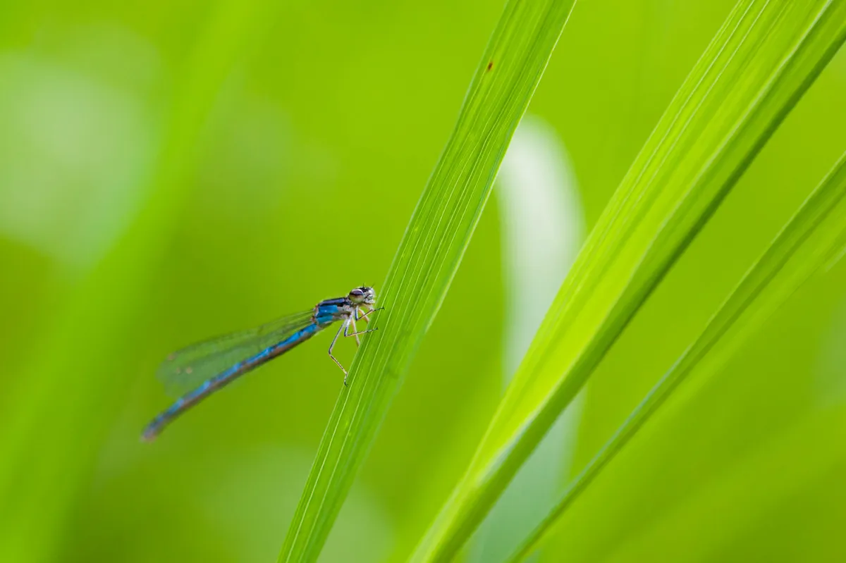 Boreal Bluet