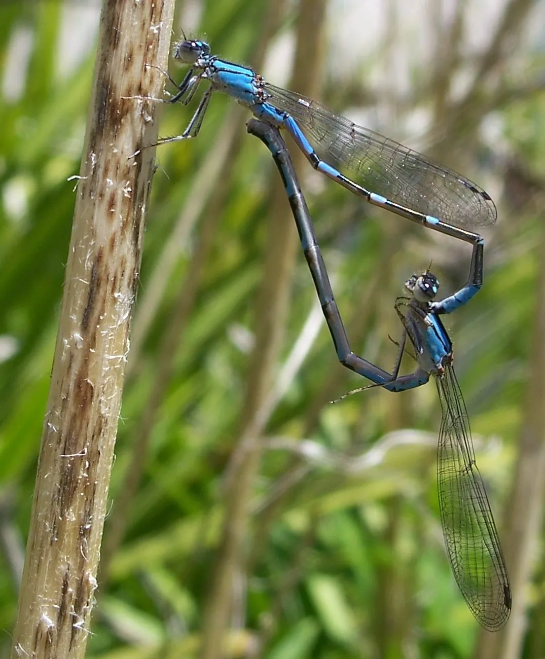 Enallagma carunculatum