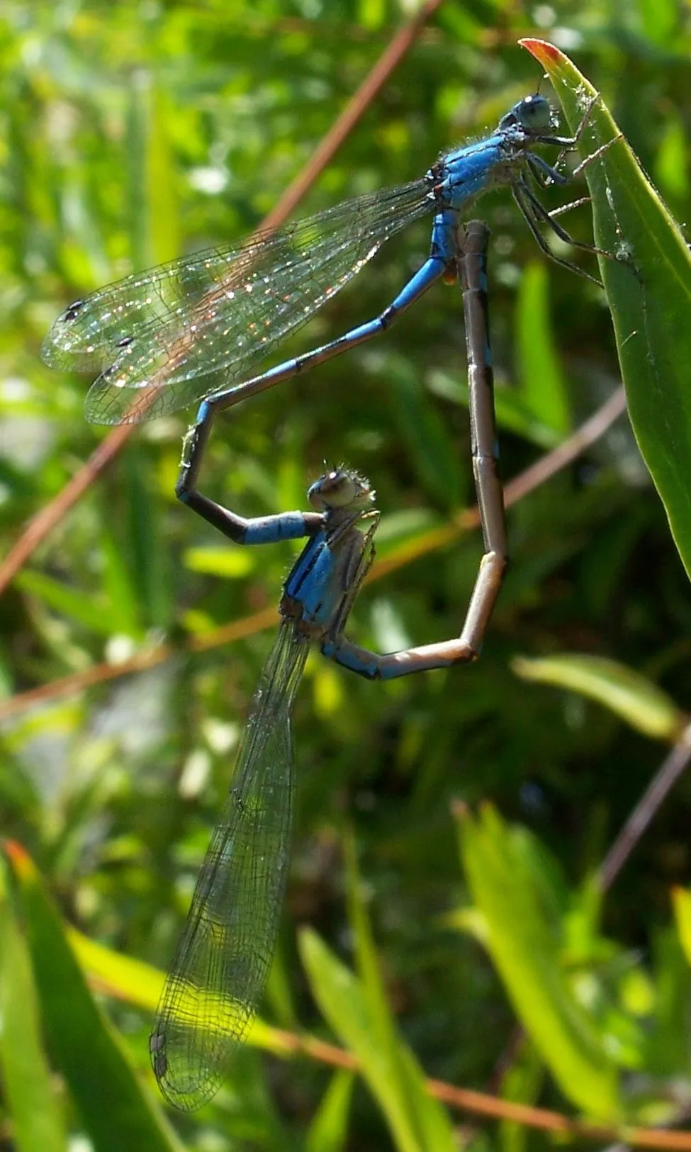 Tule Bluet
