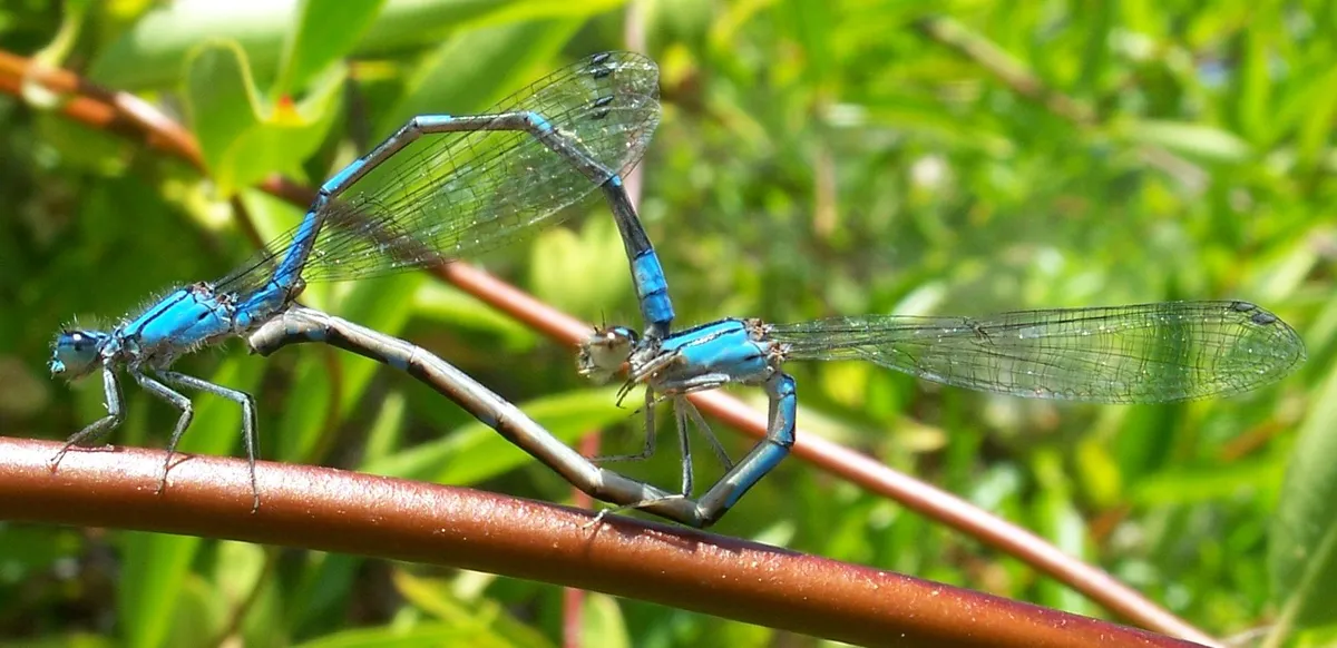 Tule Bluet