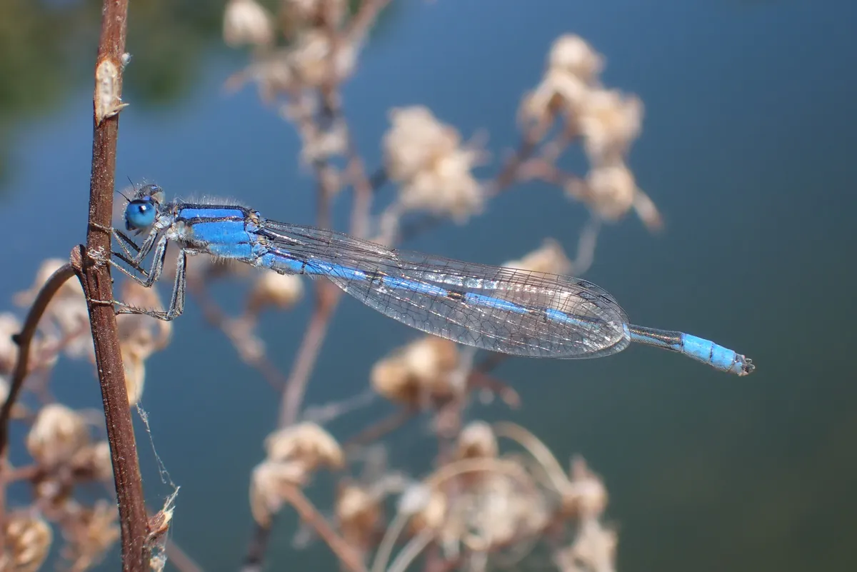 Familiar Bluet Damselfly
