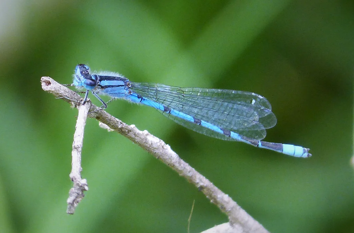 Familiar Bluet Damselfly