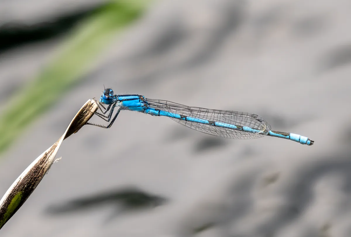 Familiar Bluet Damselfly