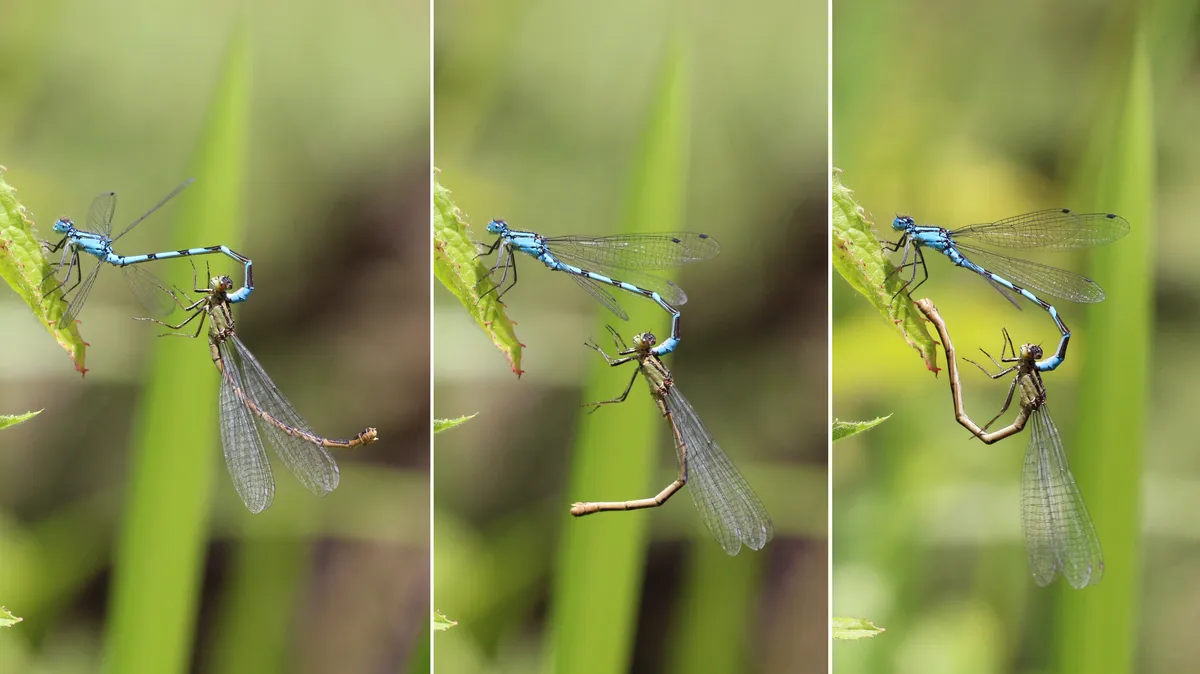 Common Blue Damselfly
