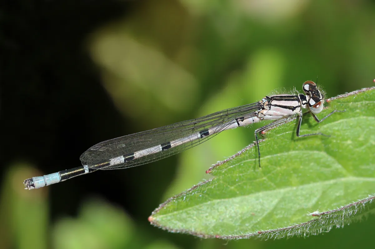 Common Blue Damselfly