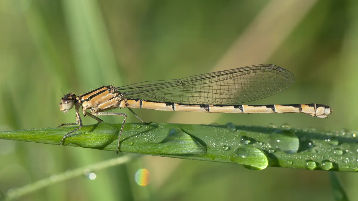 Common Blue Damselfly