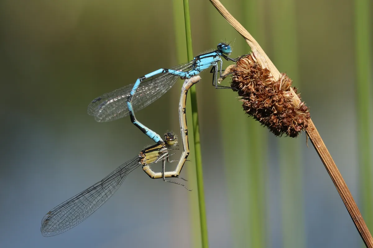 Common Blue Damselfly
