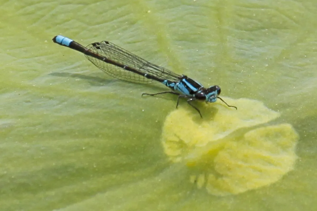 Skimming Bluet