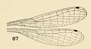 Enallagma hageni