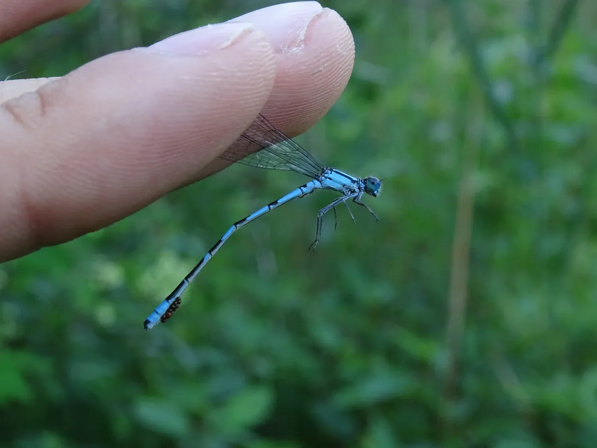 Hagen's Bluet