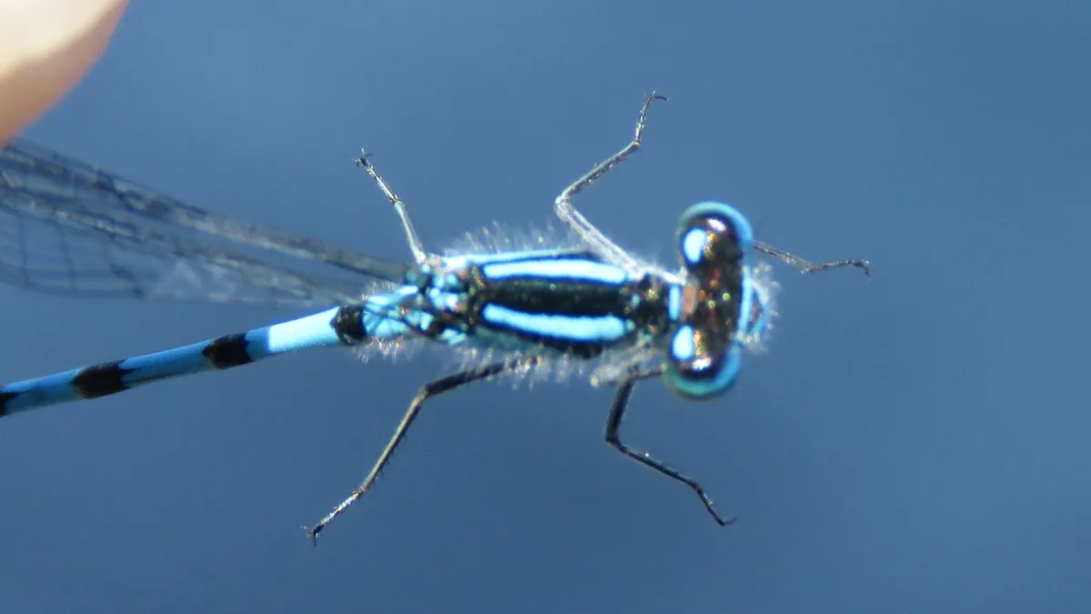 Hagen's Bluet
