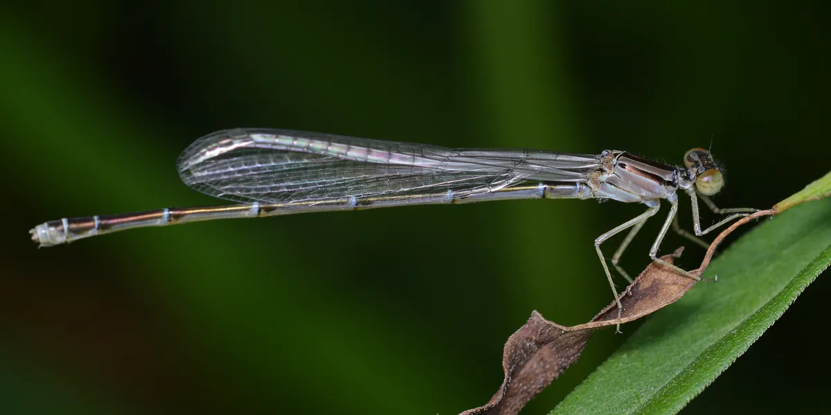 Orange Bluet