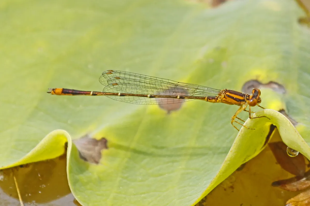 Orange Bluet