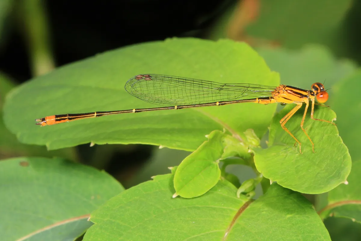 Orange Bluet