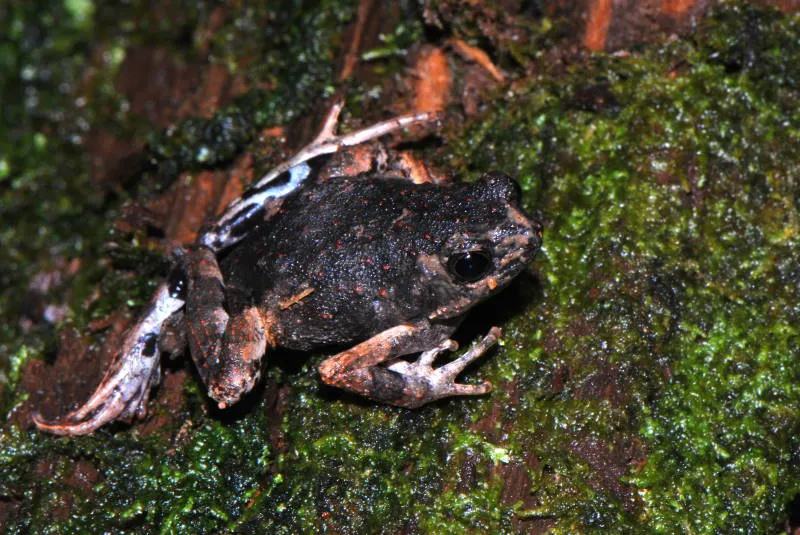Engystomops petersi