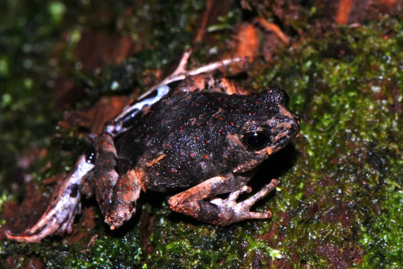 Peters' Dwarf Frog