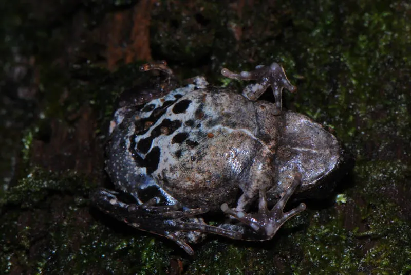 Peters' Dwarf Frog
