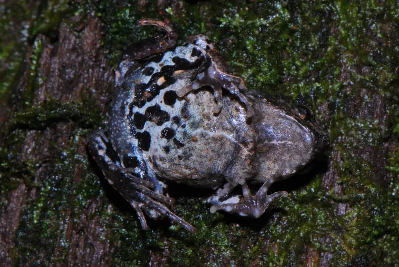 Peters' Dwarf Frog