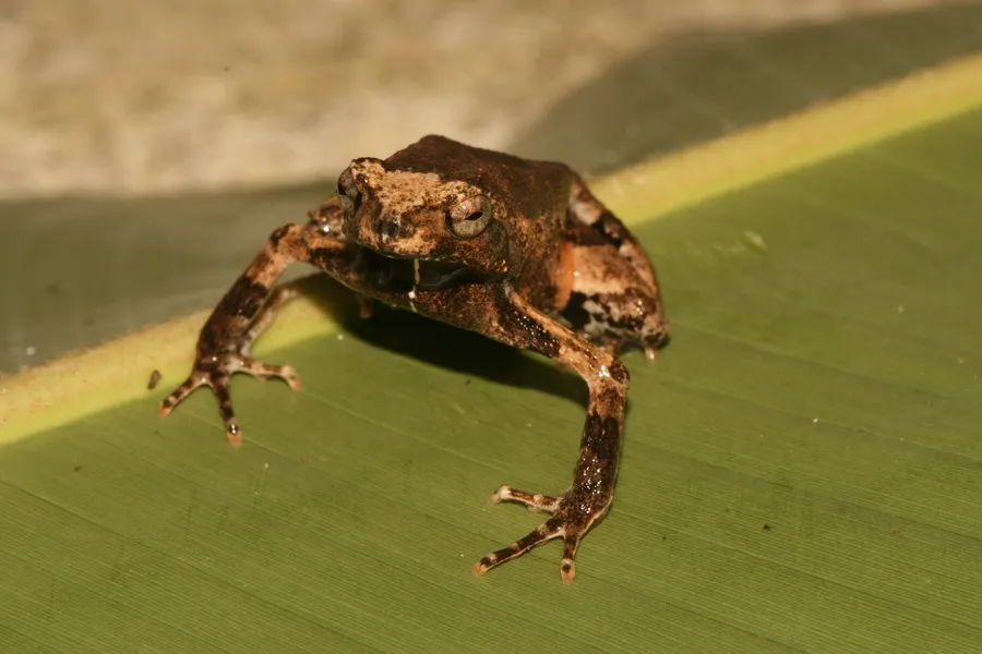 Peters' Dwarf Frog