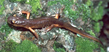 Salamandra Ensatina
