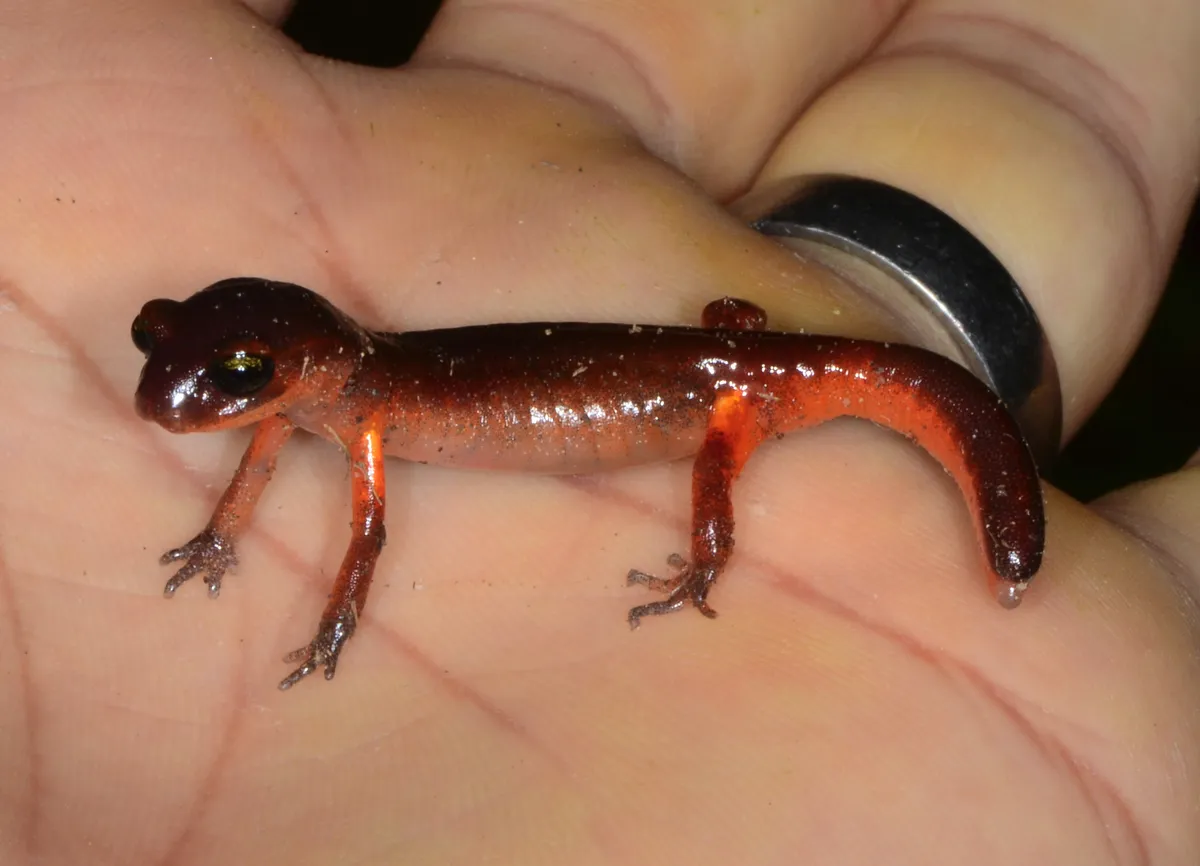 Salamandra Ensatina