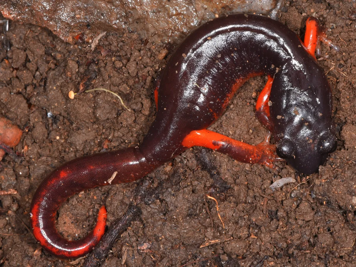 Salamandra Ensatina