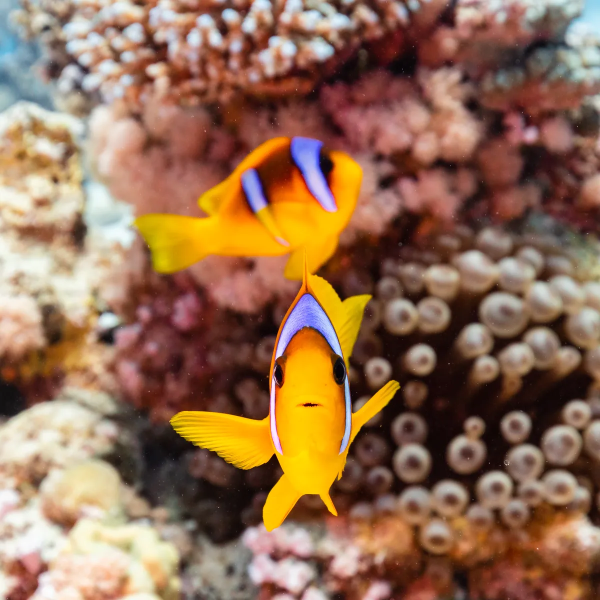 Bulb Tentacle Sea Anemone