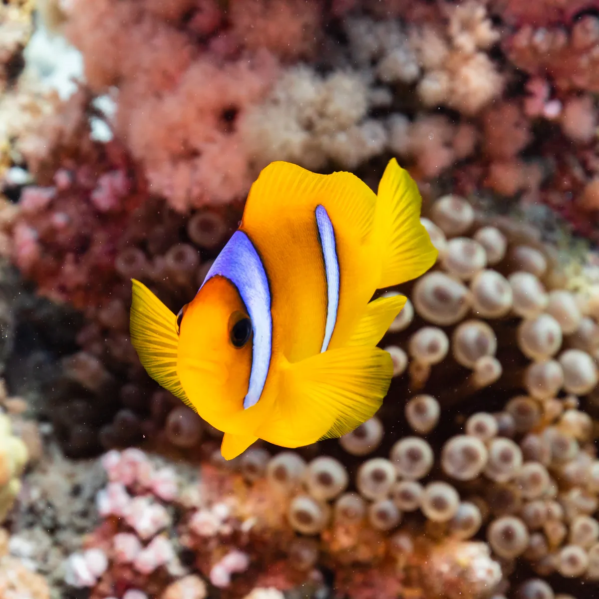 Bulb Tentacle Sea Anemone