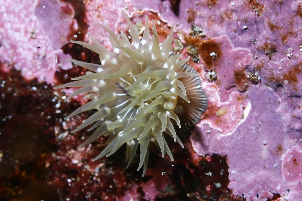 Brooding Anemone