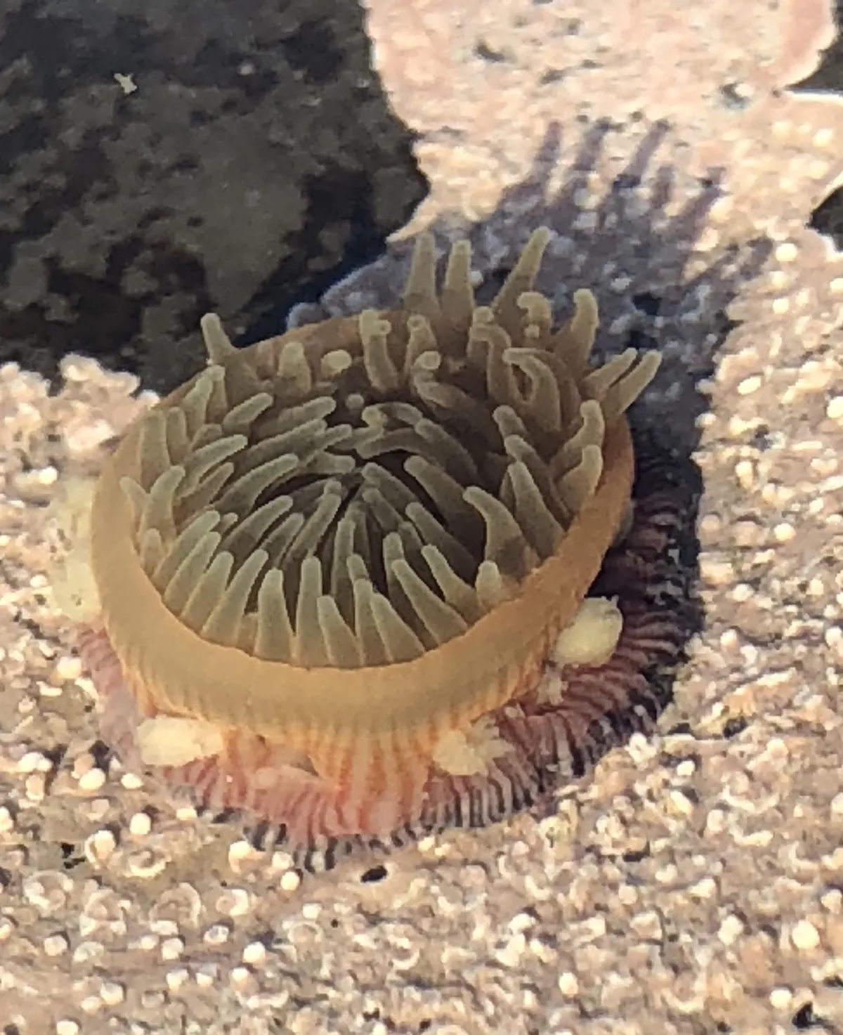 Brooding Anemone