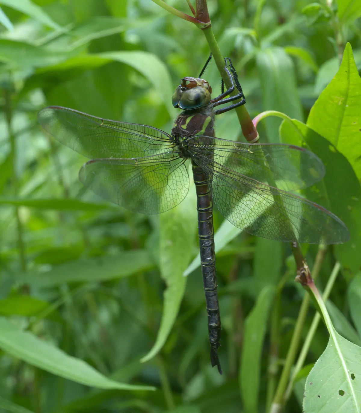 Libélula del Pantano