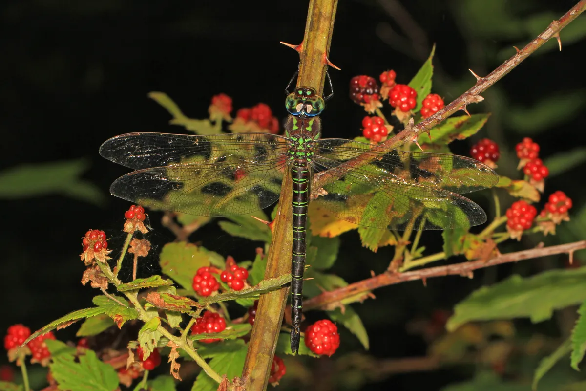 Libélula del Pantano