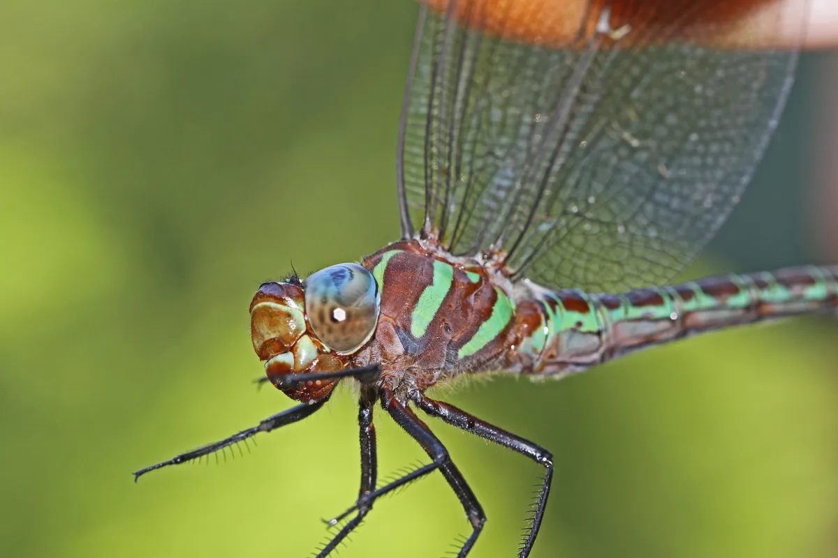 Libélula del Pantano