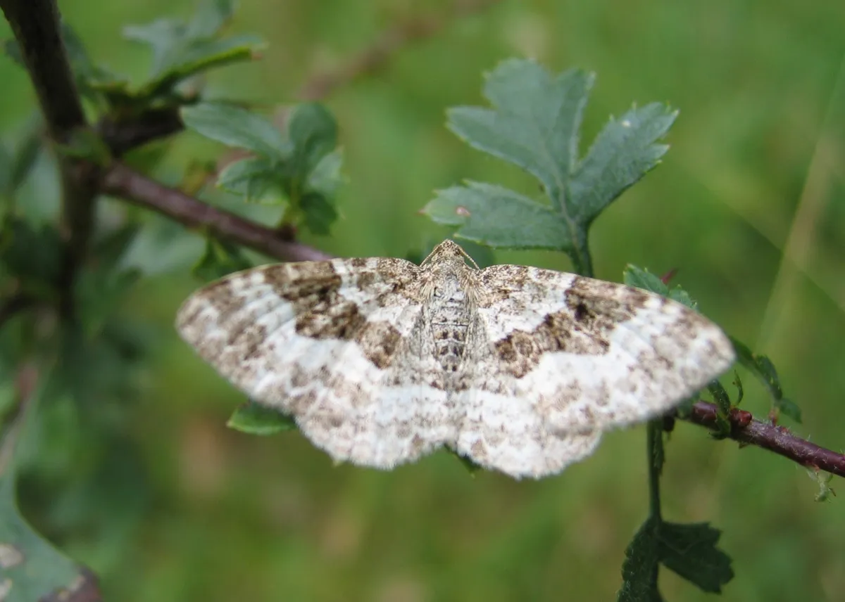 Common Carpet