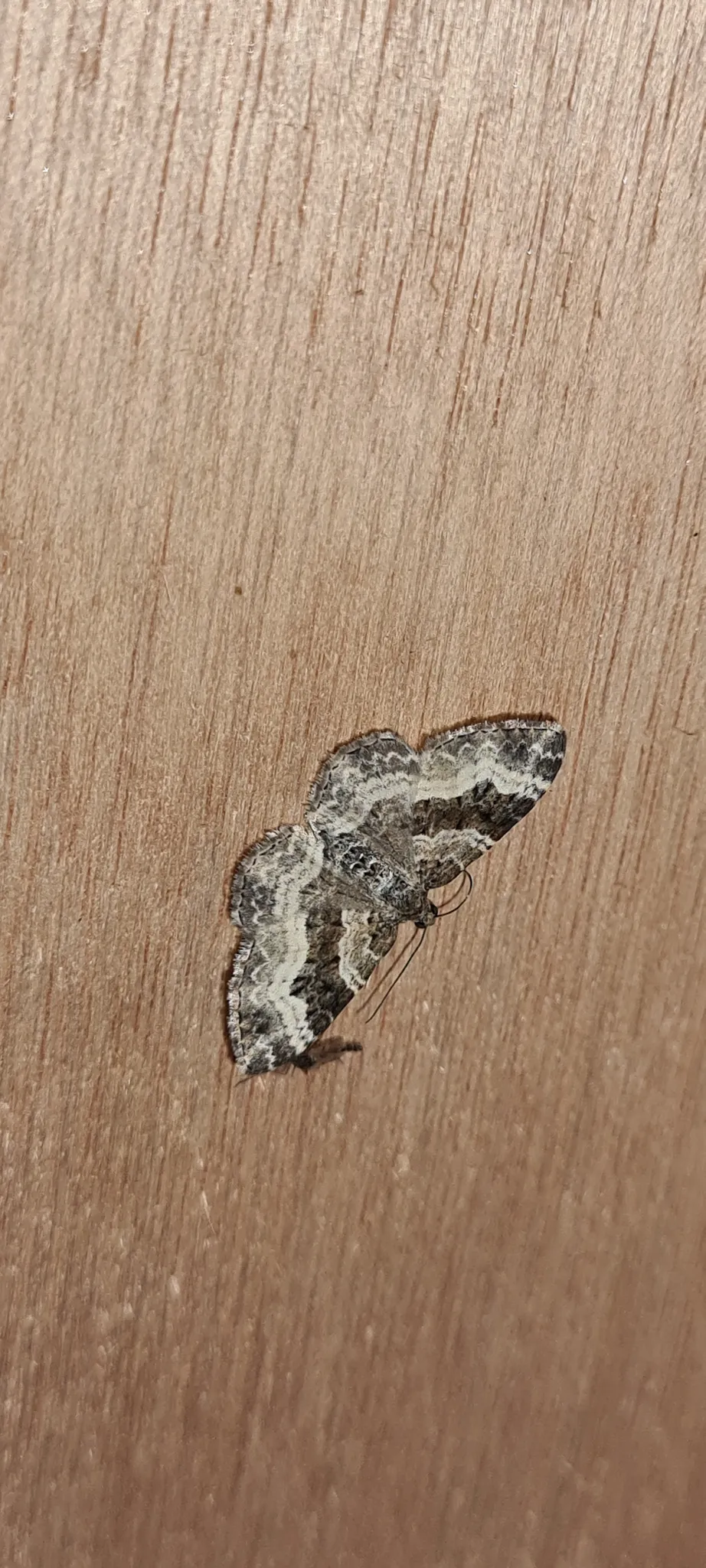 Common Carpet