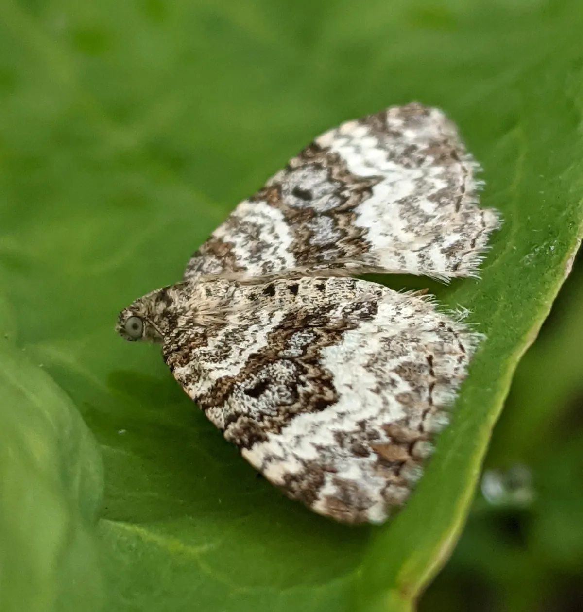 Common Carpet