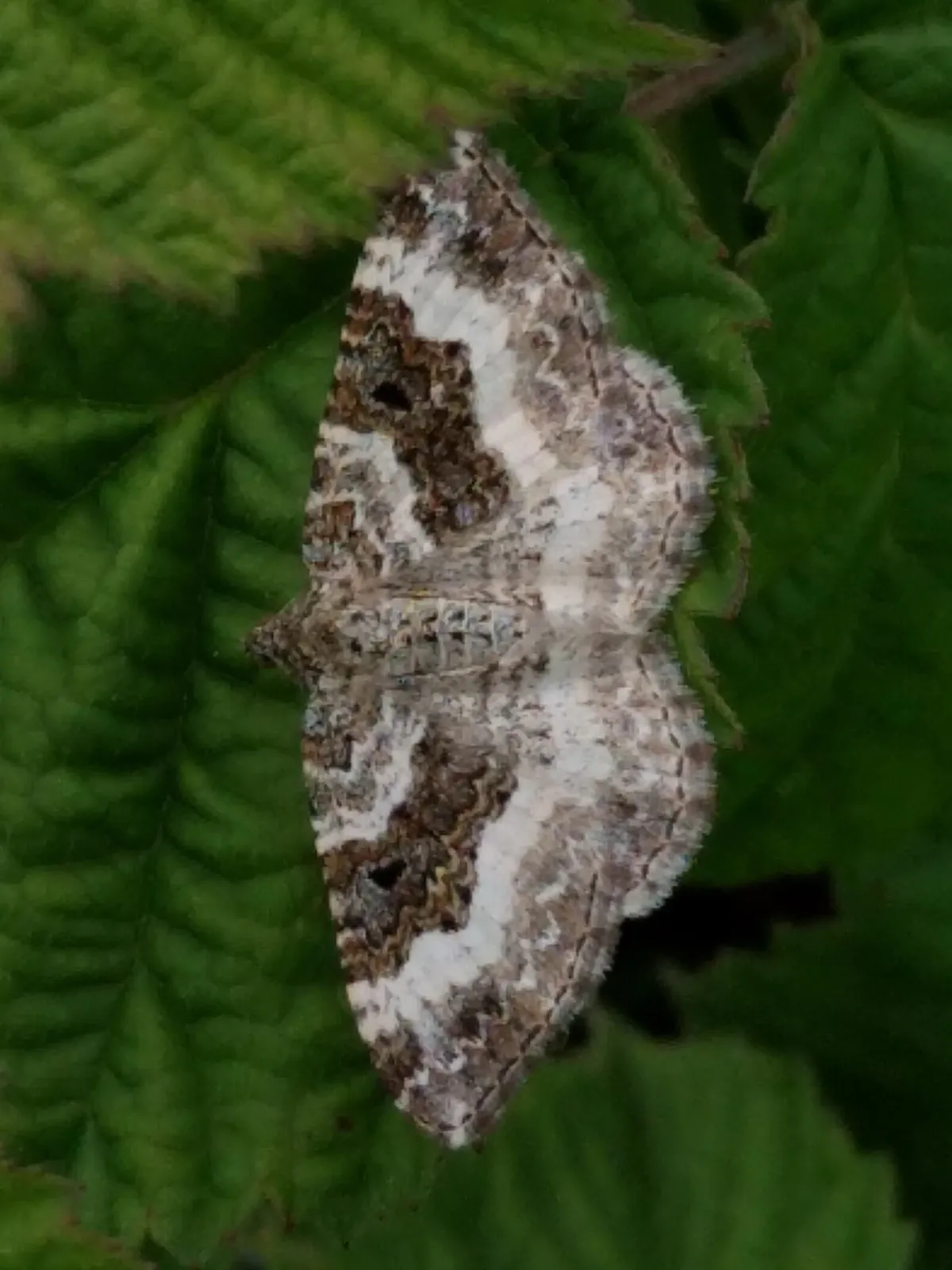 Common Carpet