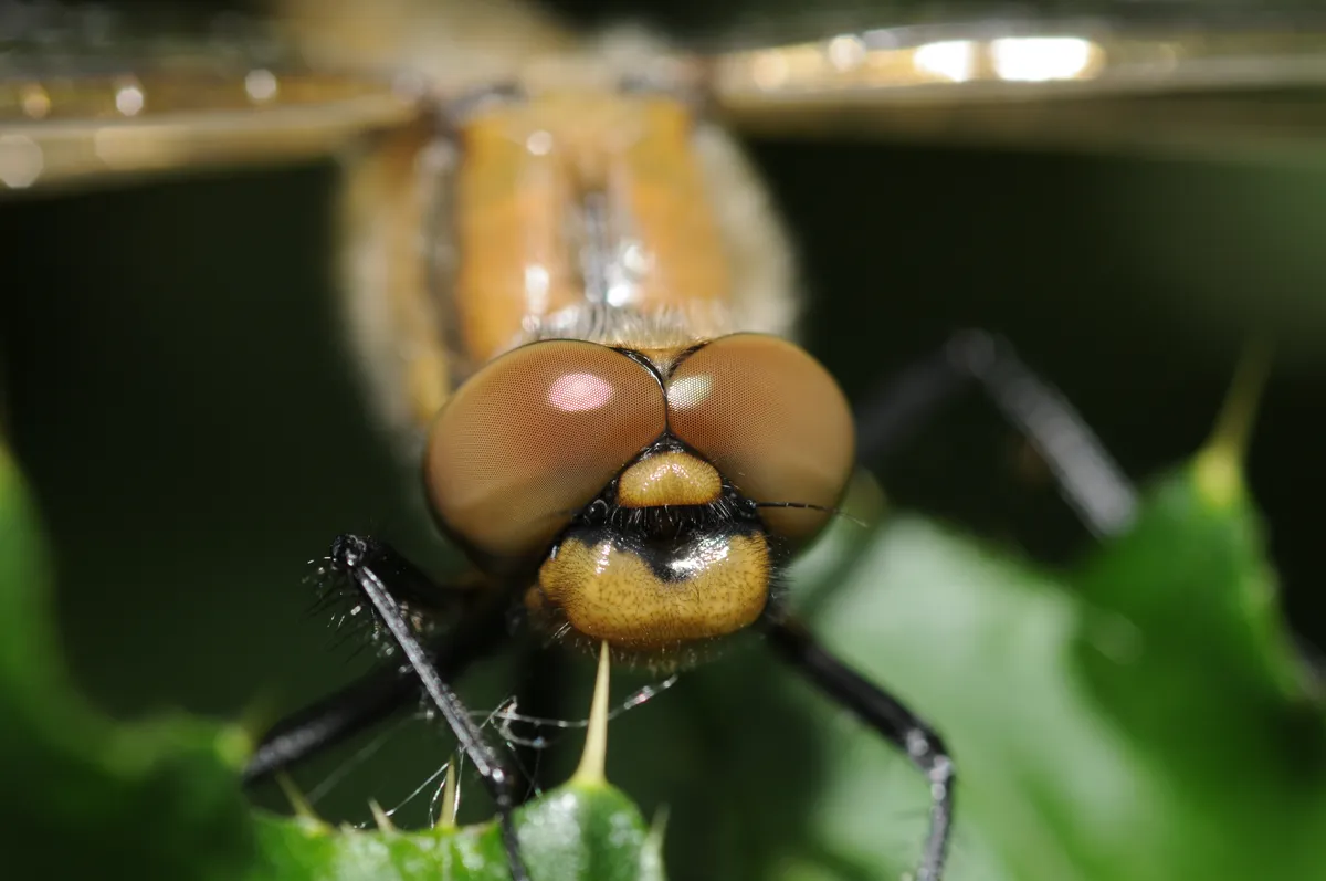 Canastero Euroasiático