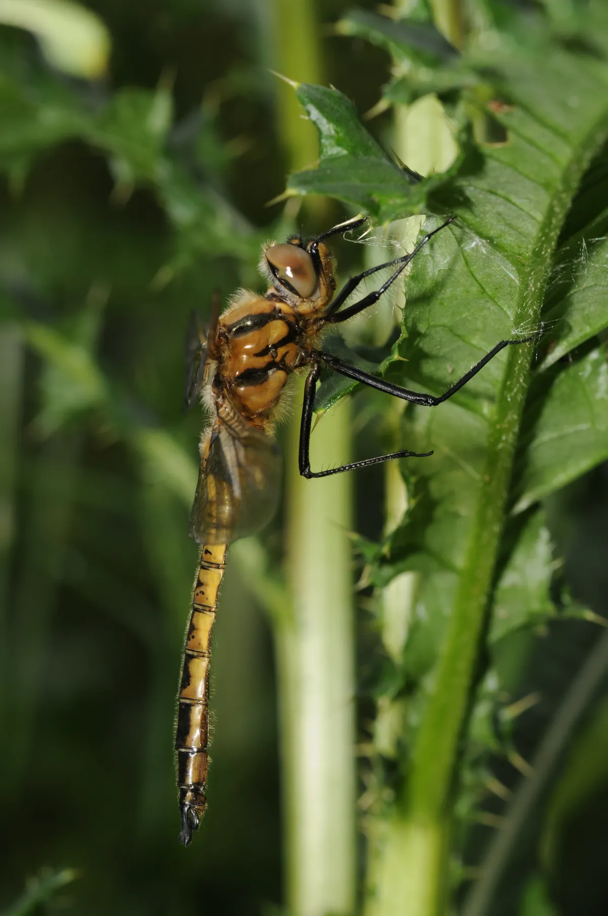 Canastero Euroasiático