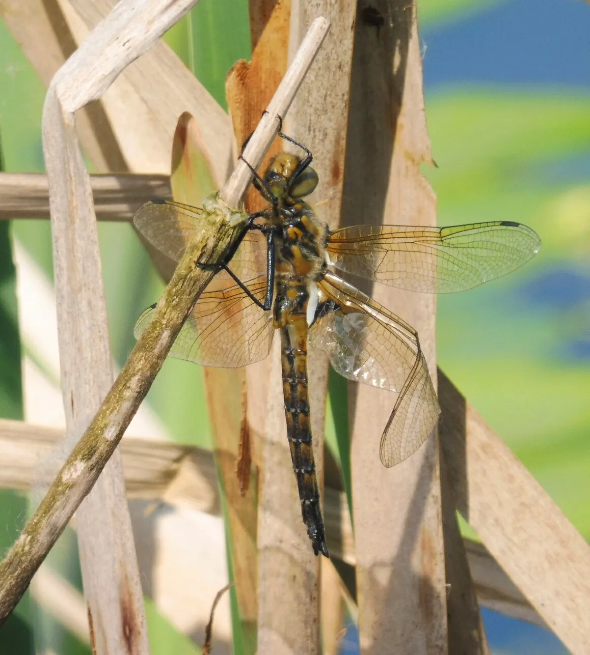 Canastero Euroasiático